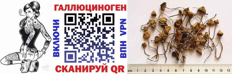 Галлюциногенные грибы мицелий  kraken вход  Чегем 